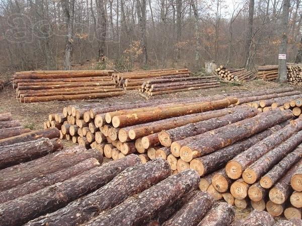 Лес Кругляк деловой хвоя тонкий